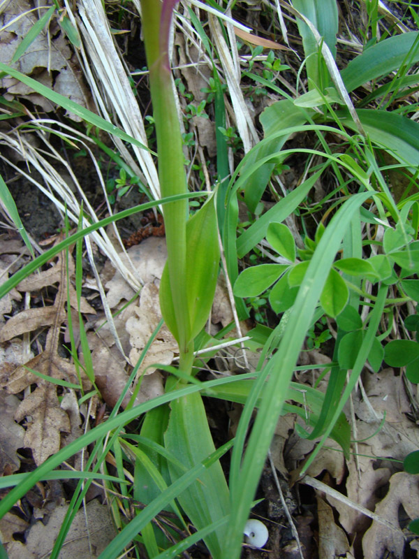 Orchis da determinare